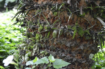 Detail