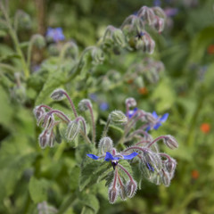 Borage