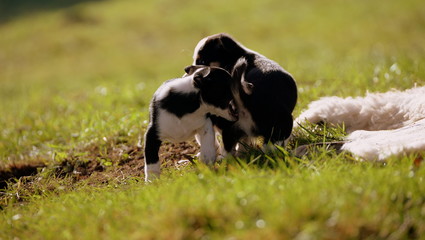 Naklejka na ściany i meble playing puppies, 2 cute small puppies playing in the gras