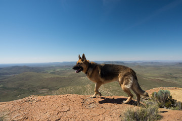 German Shepherd walking on edge on mountain top Karoo South Africa