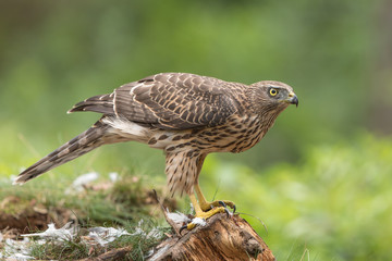 Northern Goshawk