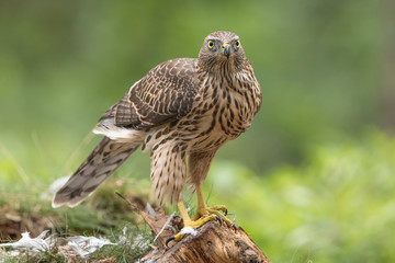 Northern Goshawk