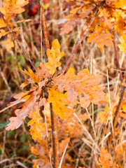 beautiful red orange yellow autumn dead leaves close up