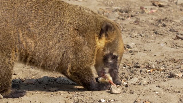 Ring-tailed coati (Nasua nasua) eating meat at zoo