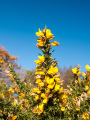 Obraz premium beautiful yellow gorse flowering plant spiky autumn tree background