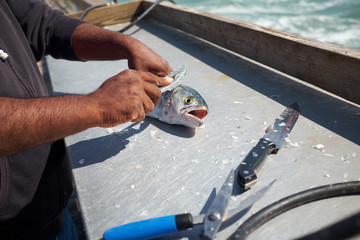 Fisherman cleaning a fish on a boat