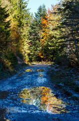 Autumn road in Carpathians (Ukraine).
