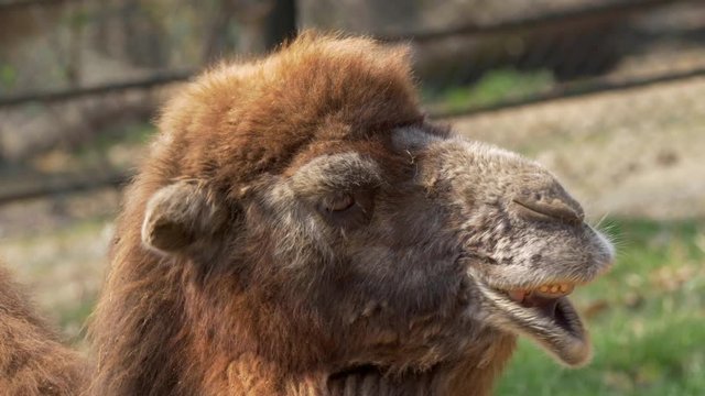 Bactrian camel's silly face