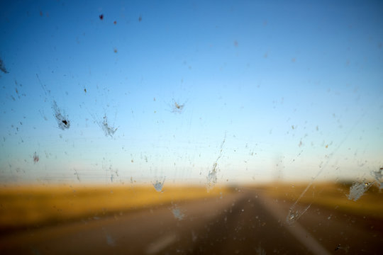 Splatter of flying fish insects on a windshield