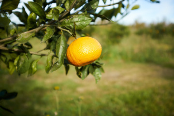 Orange fruit on tree branch in close up view