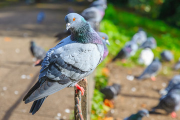 City pigeons perching on rusty fence in Regent's Park of London