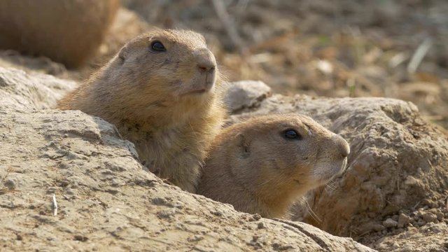 Prairie dog (Cynomys ludovicianus) at the burrow