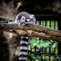 Lemur lying on branch