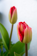 Fototapeta premium Close up of Red Tulips