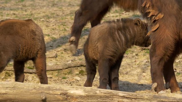 Mishmi takin (Budorcas taxicolor taxicolor)