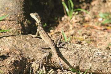 balisicus