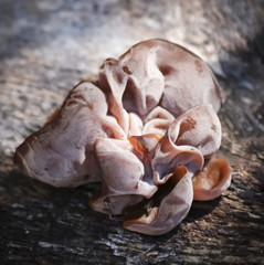 A Jelly Ear Fungus Growing on a Forest Log