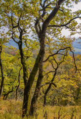Fototapeta premium Autumn forest landscape. Old oak tree with yellow fall foliage.