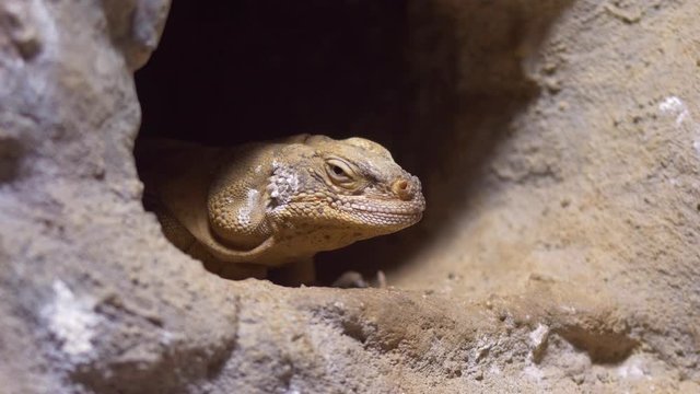 Common chuckwalla (Sauromalus ater) in burrow