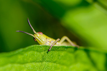 Portrait of a grasshopper that peeps out from behind green leaf