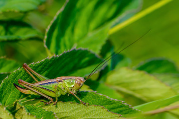 Fototapeta premium Portrait of a female grasshopper with a long mustache
