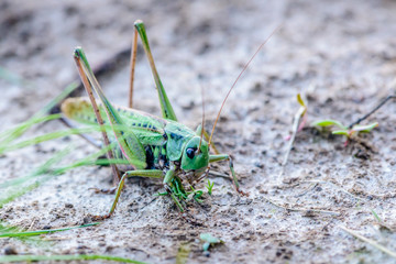 Fototapeta premium Large female gray grasshopper prepared for jump