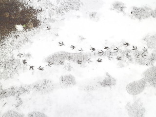 bird tracks on snow-covered asphalt
