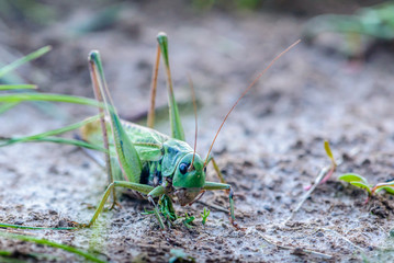 Large female gray grasshopper prepared for jump