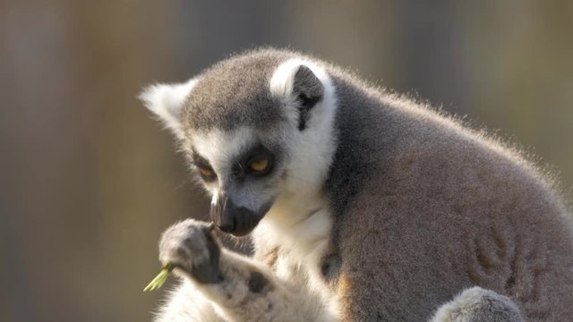 Ring-tailed lemur 
