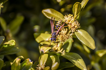 A bee sitting on a hedge flower.
