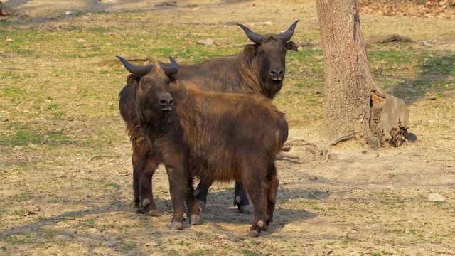 Mishmi takin 