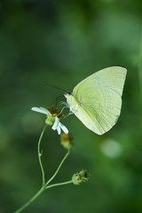 Close up of butterfly in the nature