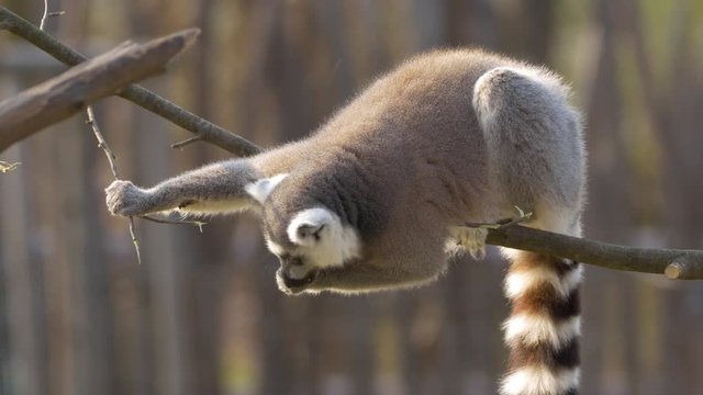 Ring-tailed lemur (Lemur catta)