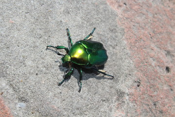 beetle