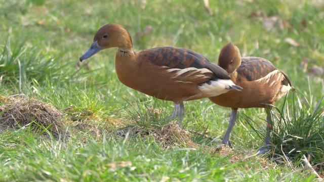 Fulvous whistling duck (Dendrocygna bicolor)