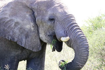 portrait elephant