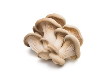 Fototapeta na wymiar oyster mushroom isolated