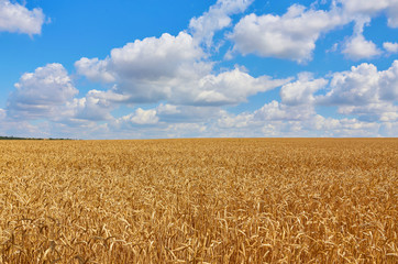 Fototapeta premium Golden wheat field with blue sky in background