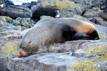 Subantarctic fur seal sleeping
