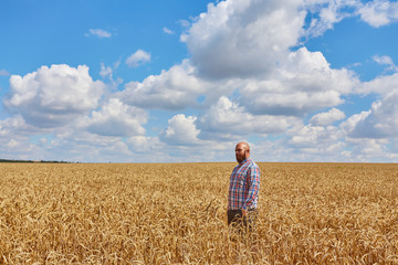 Naklejka na ściany i meble farmer standing in a wheat field, looking at the crop