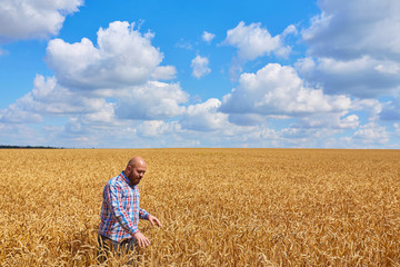 Naklejka na ściany i meble farmer standing in a wheat field, looking at the crop