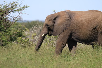 elephant de namibie