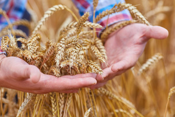 Male hand holding a golden wheat ear