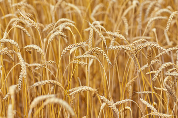 Wheat field against blue sky