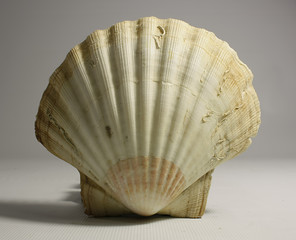 shellfish sea shell