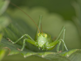 grasshopper