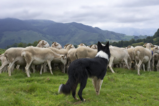 border collie dirigeant un troupeau de moutons

