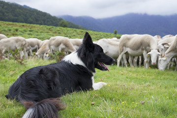 troupeau de moutons et border collie