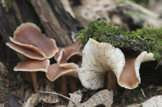 Gymnopus ocior mushroom