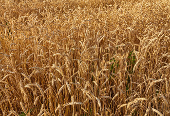 Golden wheat field